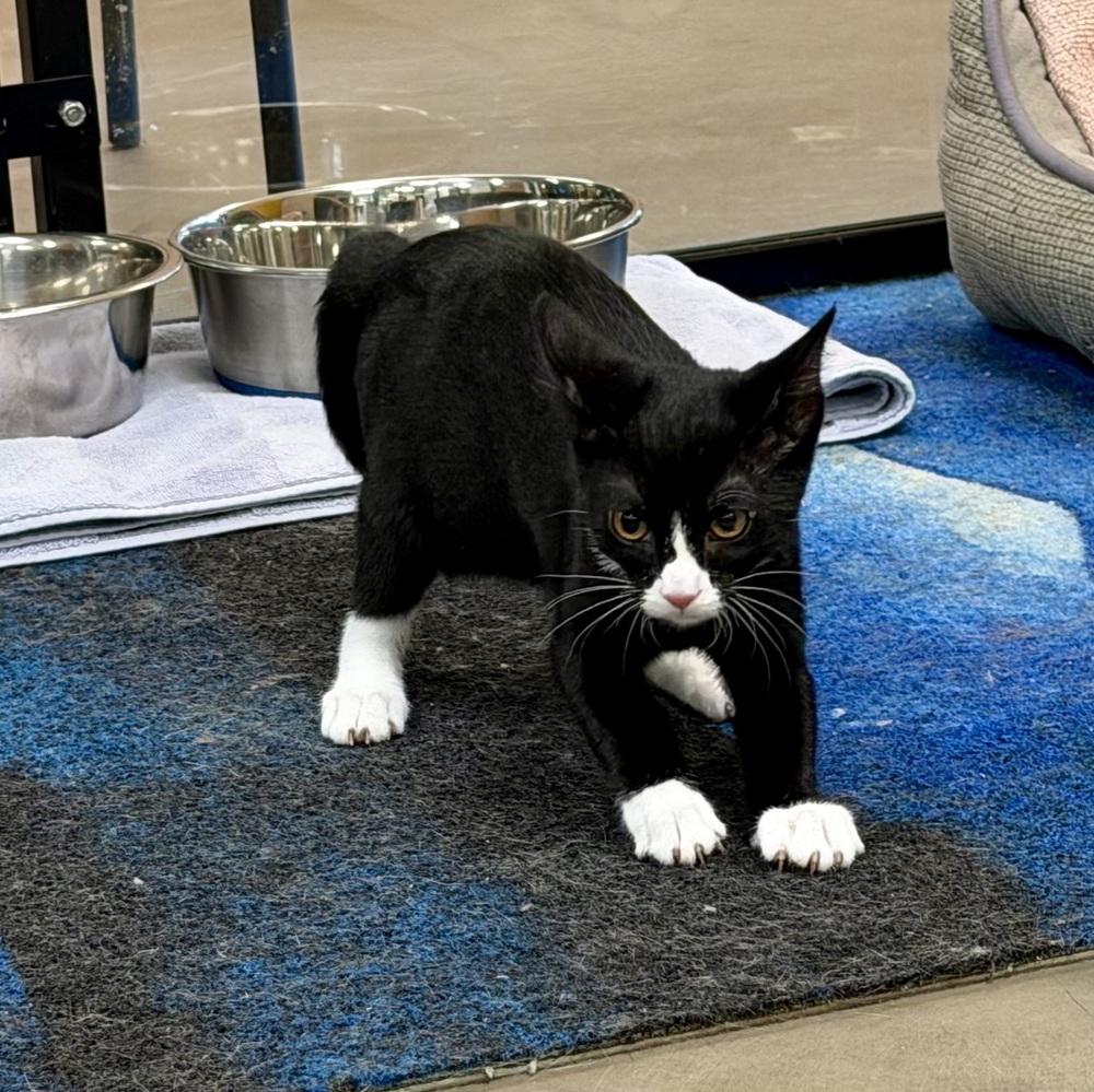 Skippy Handelman (kitten) must go with a buddy, a Adoptable Domestic Short Hair in Cary, NC image 4/4