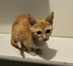 Enlarge Bella, a Adoptable Tabby in Lead, SD image 4/4