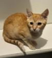 Enlarge Bella, a Adoptable Tabby in Lead, SD image 3/4