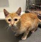 Bella, Adoptable, Young Female Tabby.
