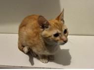 Enlarge Bella, a Adoptable Tabby in Lead, SD image 2/4
