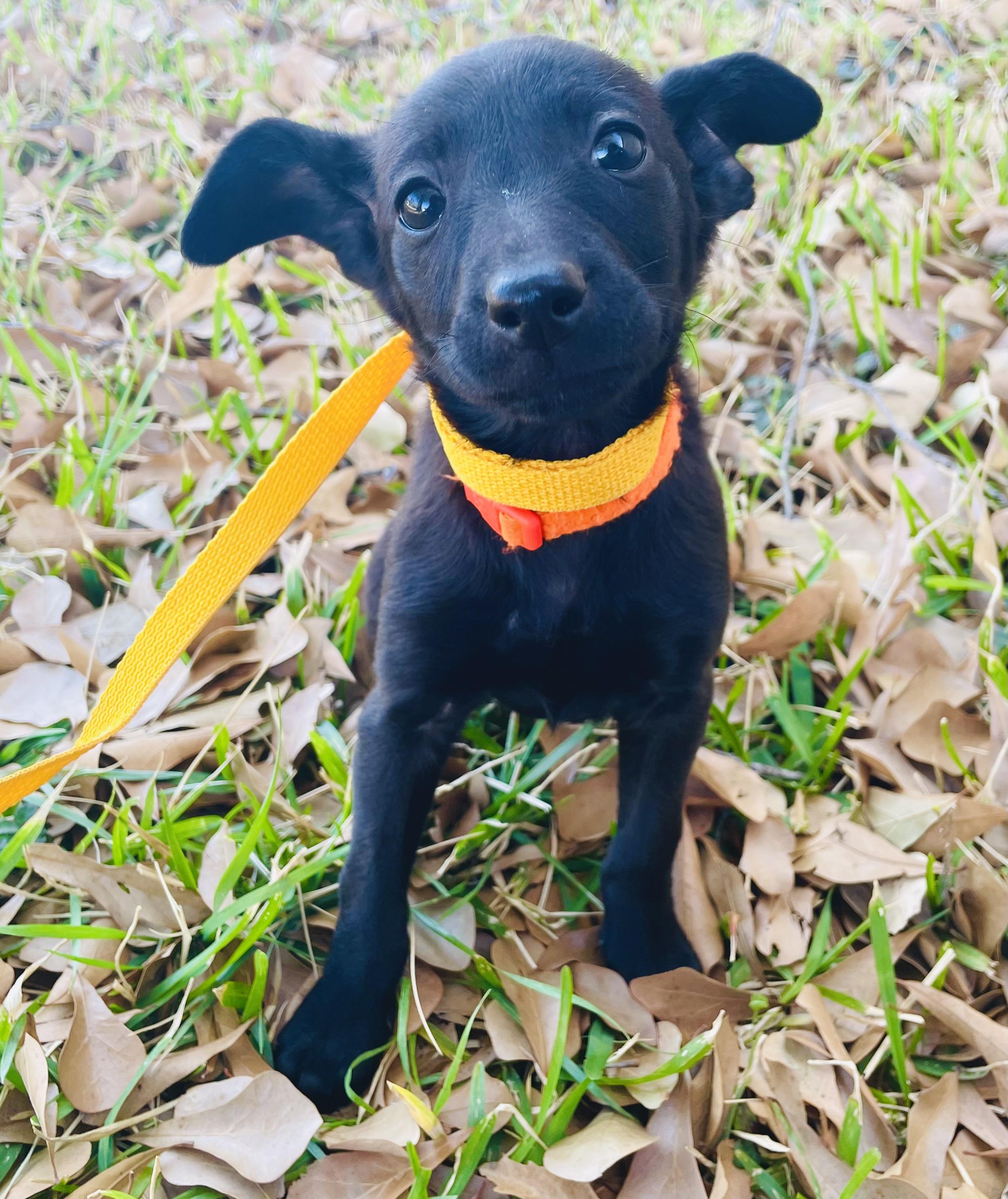 Sally , ADOPTABLE, Puppy Female Dachshund & Whippet.