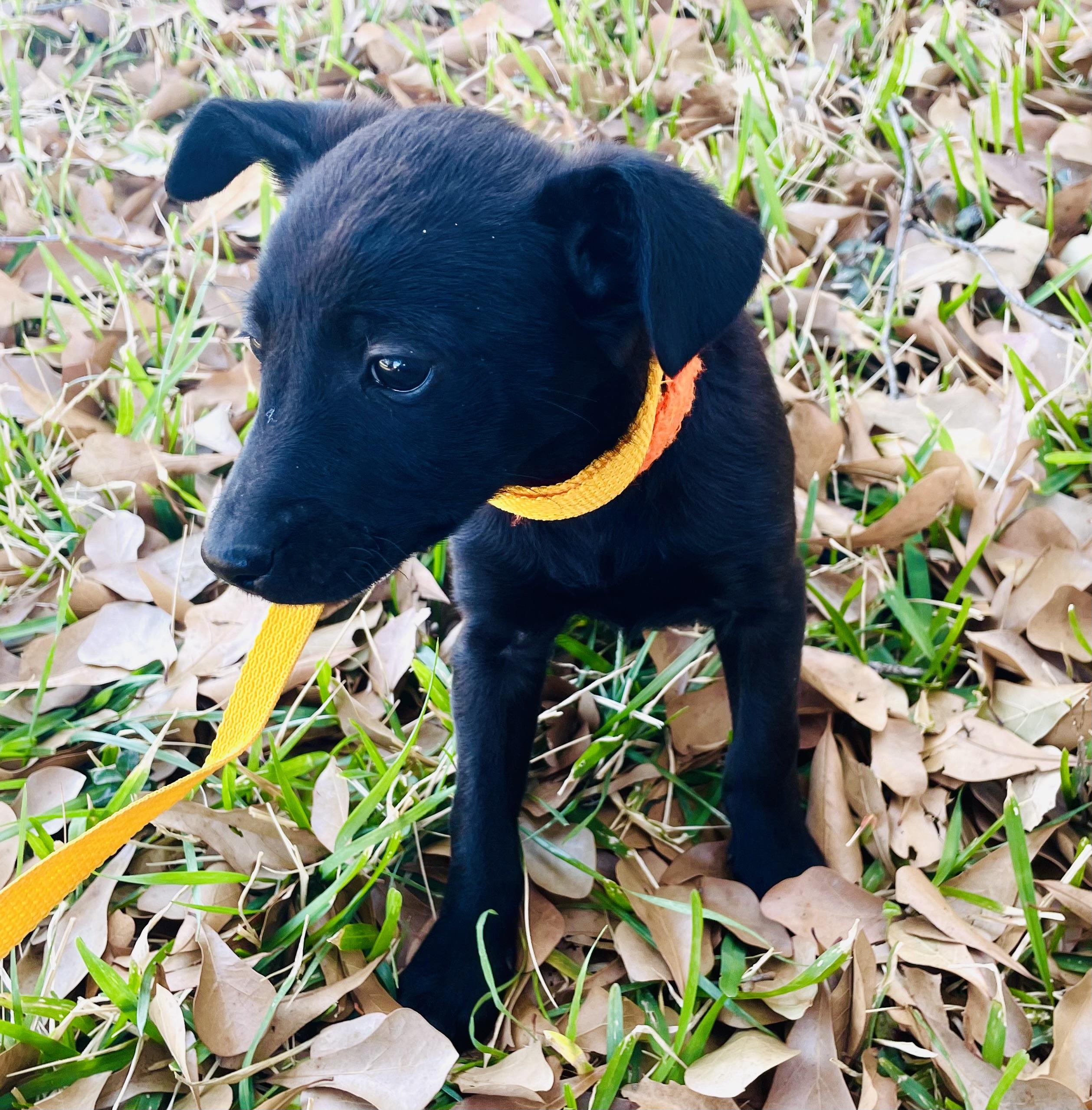 Enlarge Sally , a ADOPTABLE mixed breed in Arlington, TX image 3/3