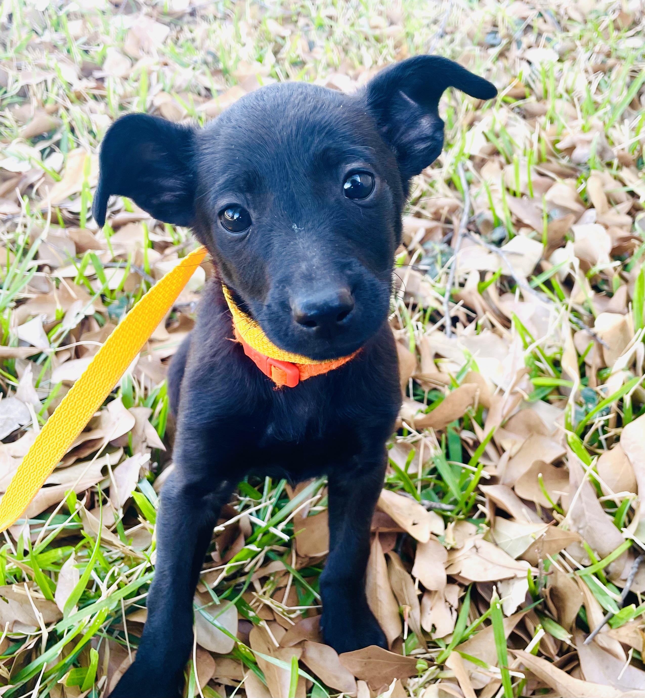 Enlarge Sally , a ADOPTABLE mixed breed in Arlington, TX image 2/3