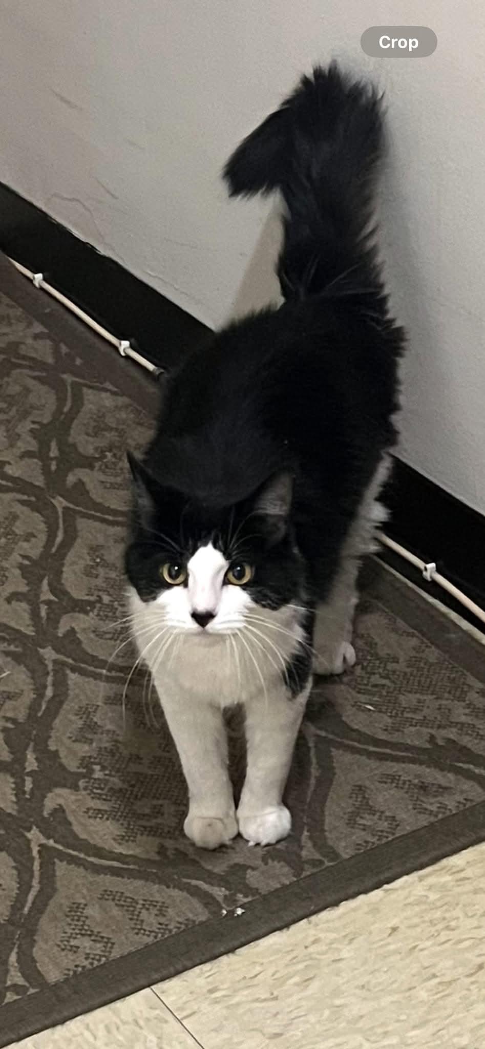 Meow Meow