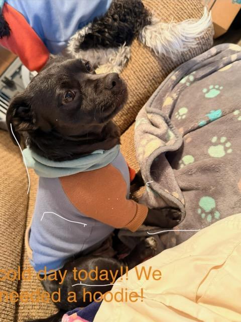 Enlarge Morticia, a ADOPTABLE mixed breed in Knoxville, TN image 1/4