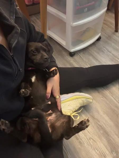 Enlarge Morticia, a ADOPTABLE mixed breed in Knoxville, TN image 4/4