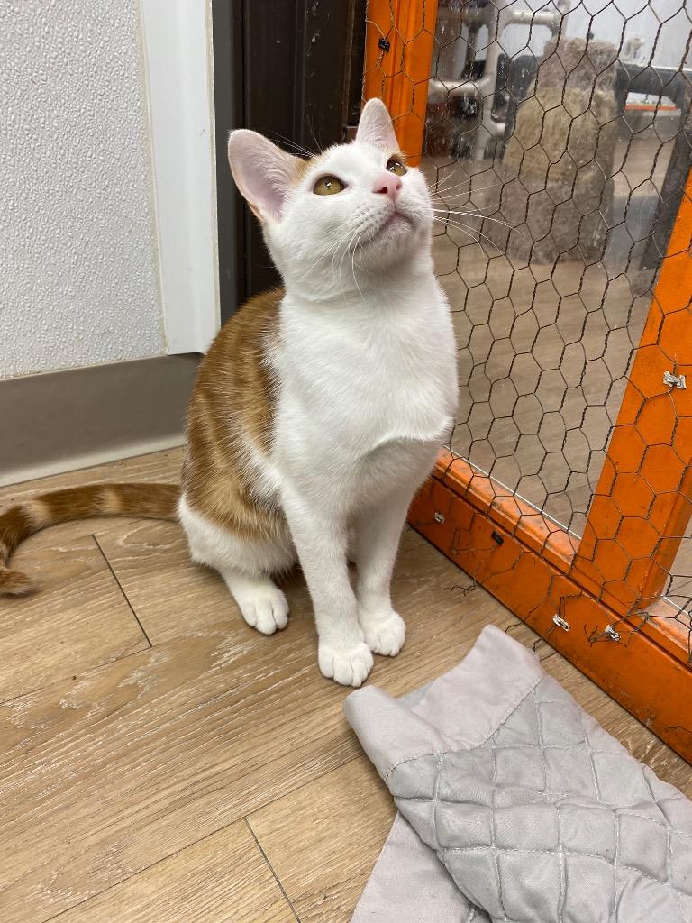 Enlarge Xavier, a Adoptable mixed breed in Corpus Christi, TX image 1/5