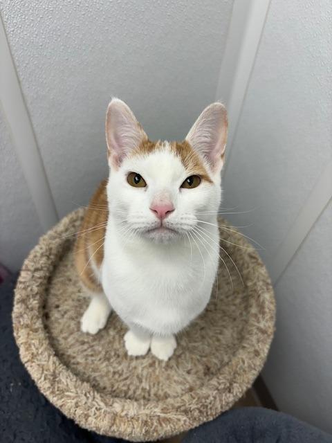 Enlarge Xavier, a Adoptable mixed breed in Corpus Christi, TX image 2/5