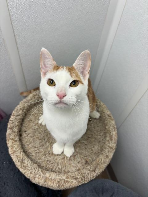 Enlarge Xavier, a Adoptable mixed breed in Corpus Christi, TX image 3/5