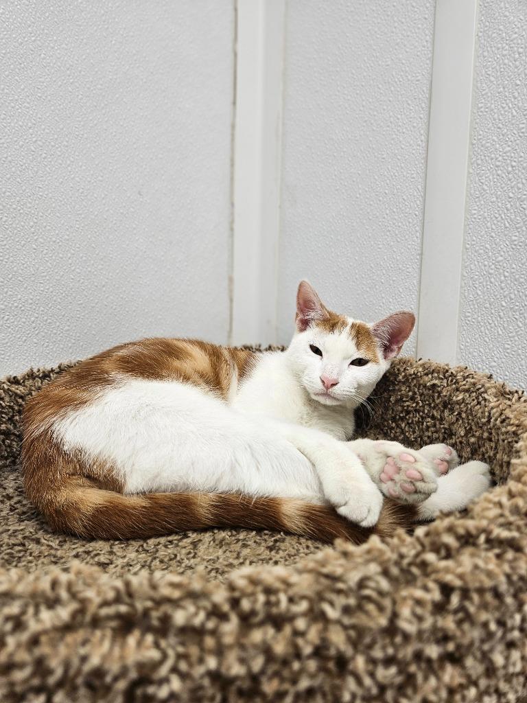 Enlarge Xavier, a Adoptable mixed breed in Corpus Christi, TX image 4/5