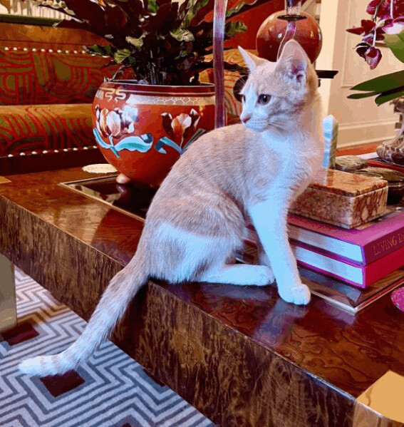 Tootles (& Sweetums), Adoptable, Kitten Male American Shorthair.