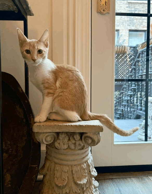 Enlarge Tootles (& Sweetums), a Adoptable American Shorthair in Chicago, IL image 2/14