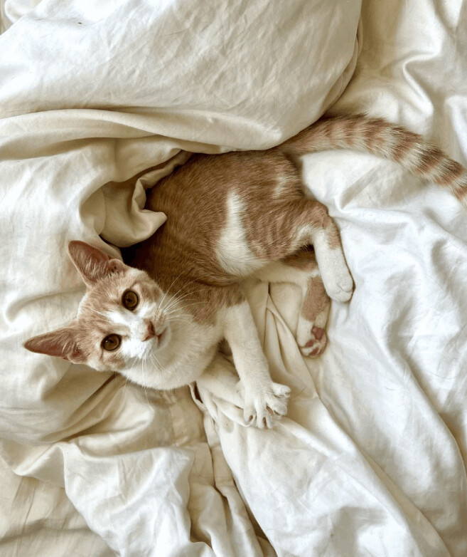 Enlarge Tootles (& Sweetums), a Adoptable American Shorthair in Chicago, IL image 3/14