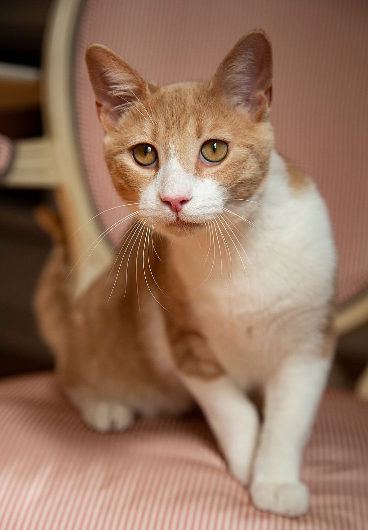 Enlarge Tootles (& Sweetums), a Adoptable American Shorthair in Chicago, IL image 4/14