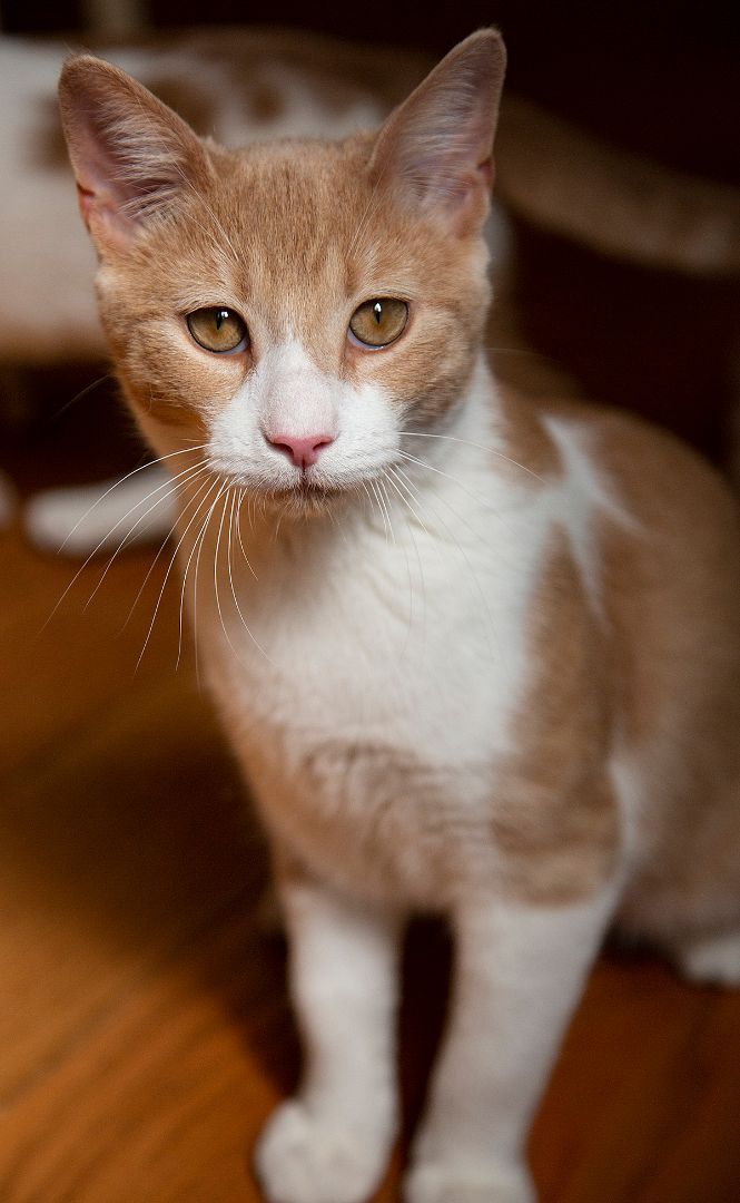 Enlarge Tootles (& Sweetums), a Adoptable American Shorthair in Chicago, IL image 5/14