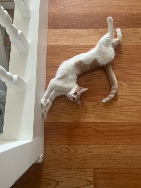 Enlarge Tootles (& Sweetums), a Adoptable American Shorthair in Chicago, IL image 6/14