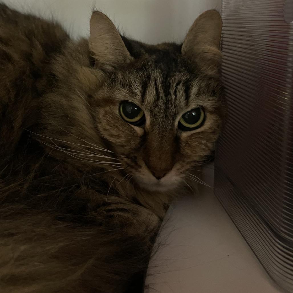 Mazy, Adoptable, Senior Female Domestic Long Hair.