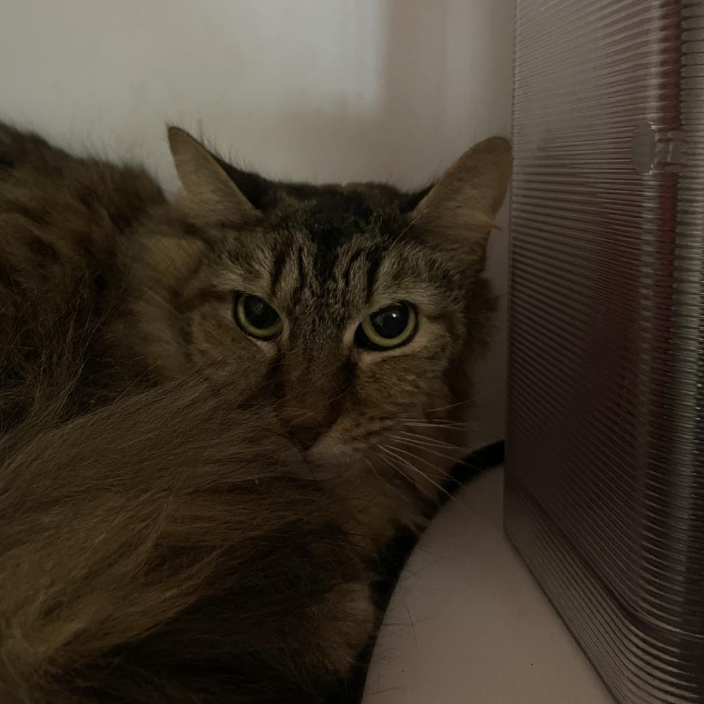 Enlarge Mazy, a Adoptable Domestic Long Hair in Brockton, MA image 2/3