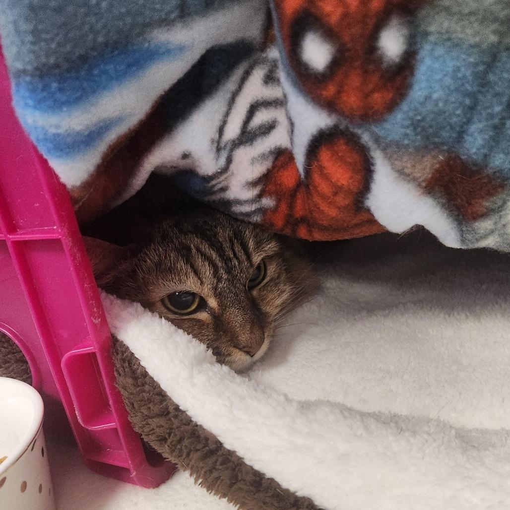 Mazy, Adoptable, Senior Female Domestic Long Hair.