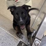 Enlarge Sweet Pea, a ADOPTABLE mixed breed in Woodstock, IL image 2/3