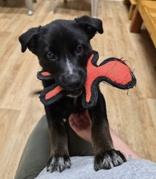Enlarge Sweet Pea, a ADOPTABLE mixed breed in Woodstock, IL image 2/3