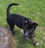 Enlarge Sweet Pea, a ADOPTABLE mixed breed in Woodstock, IL image 3/3