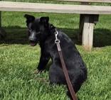Sweet Pea, ADOPTABLE, Puppy Female Terrier.