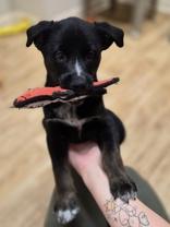 Sweet Pea, ADOPTABLE, Puppy Female Terrier.