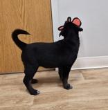 Enlarge Sweet Pea, a ADOPTABLE mixed breed in Woodstock, IL image 3/3