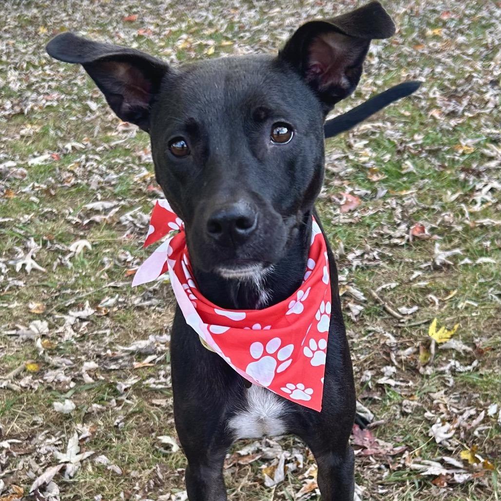 Marionette, Adoptable, Adult Female Mixed Breed.