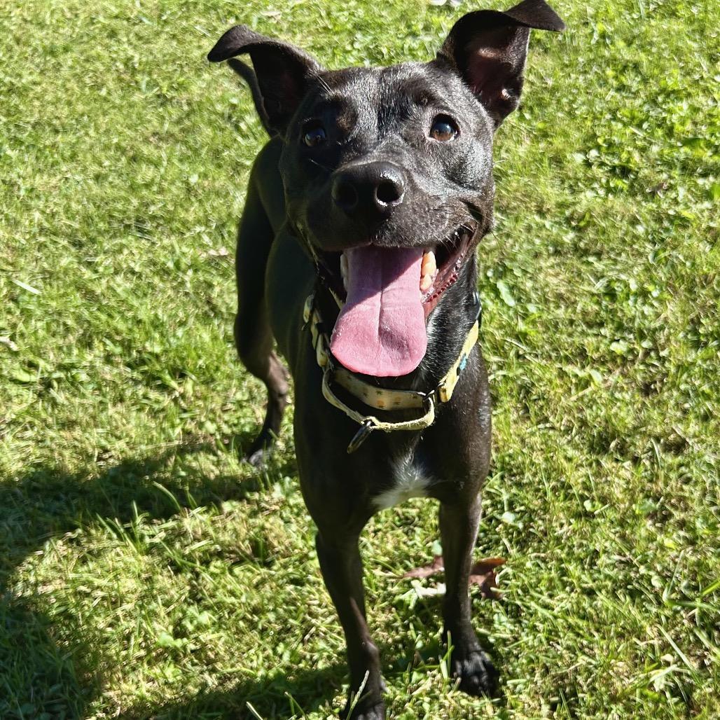 Enlarge Marionette, a Adoptable Mixed Breed in Johnson City, TN image 3/3