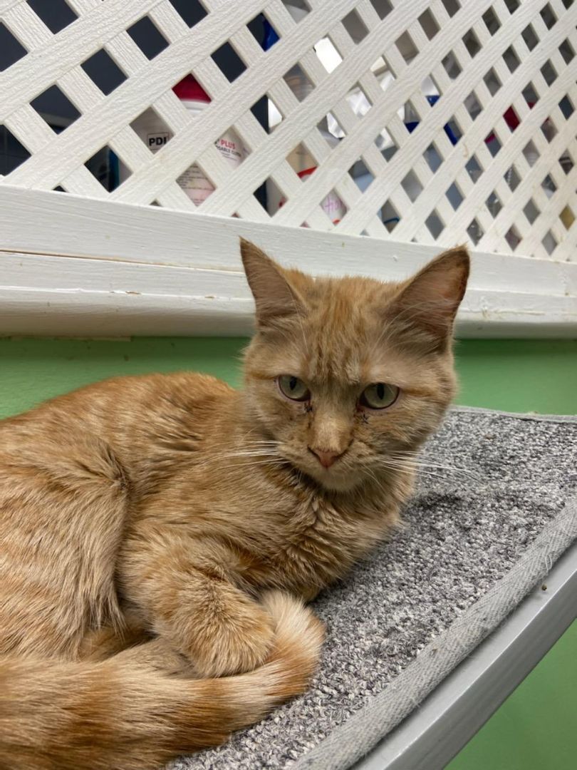 Amber, Adoptable, Senior Female Domestic Short Hair.