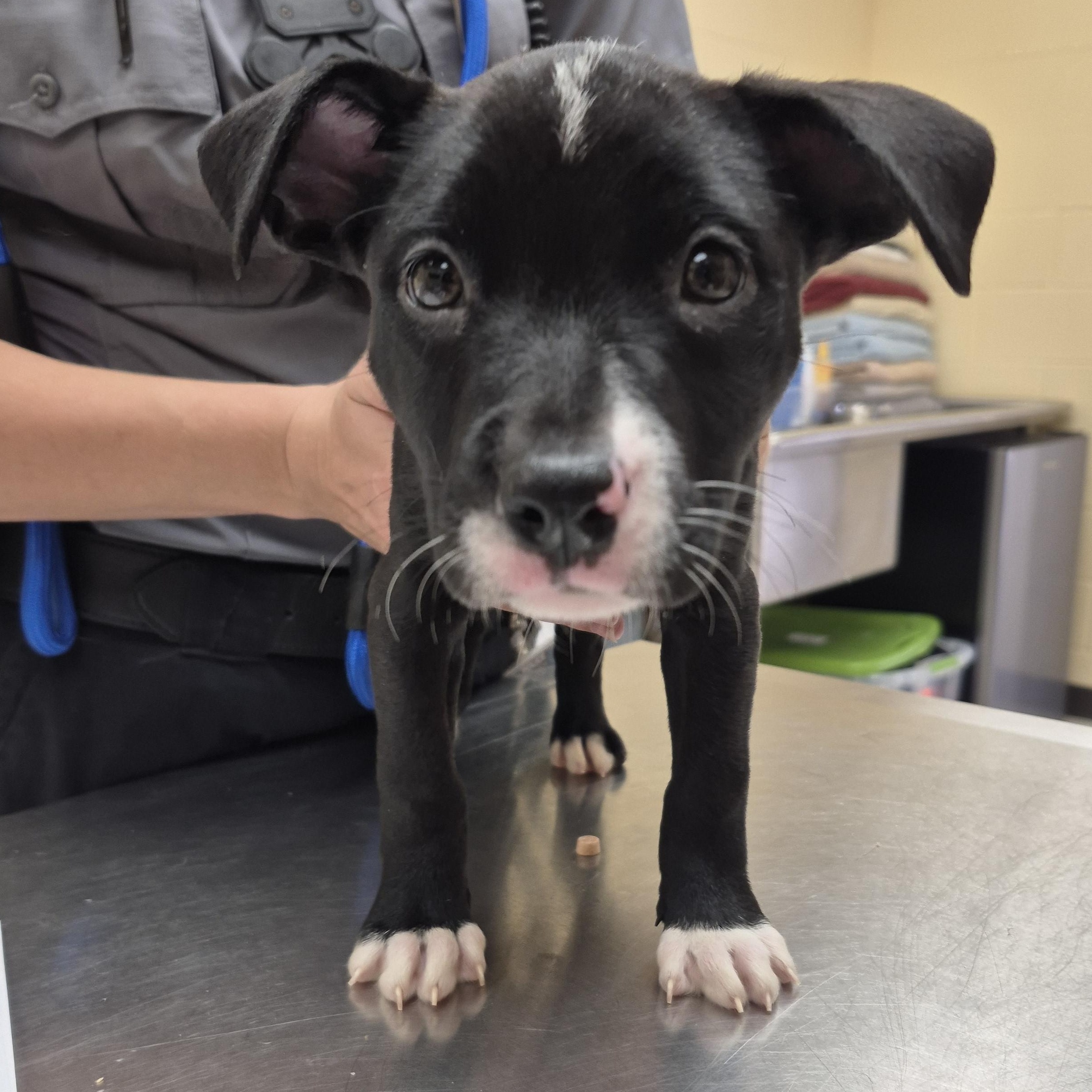 Eleven, ADOPTABLE, Young Female Pit Bull Terrier.