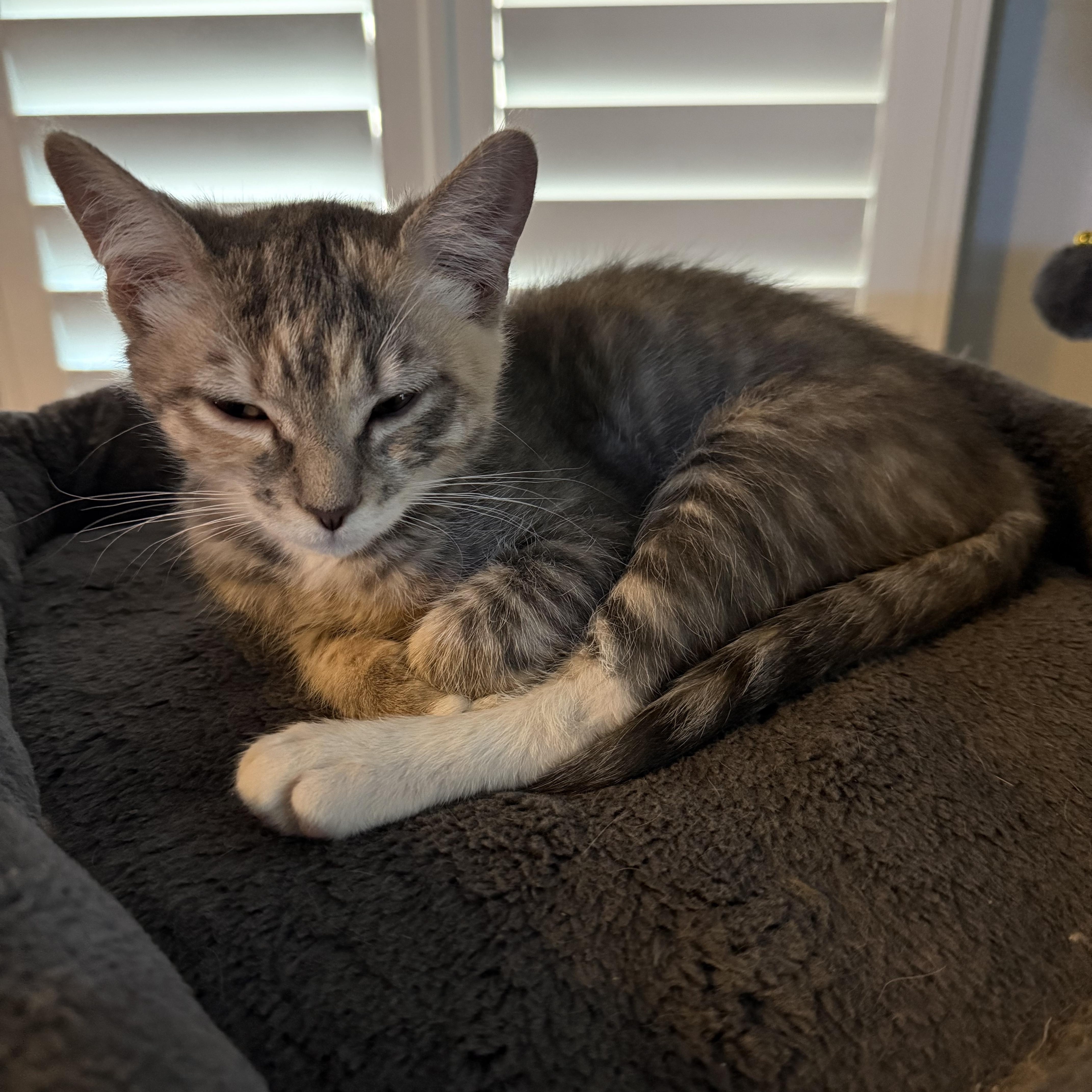 Lily, an adoptable Domestic Short Hair in Prescott, AZ, 86301 | Photo Image 3