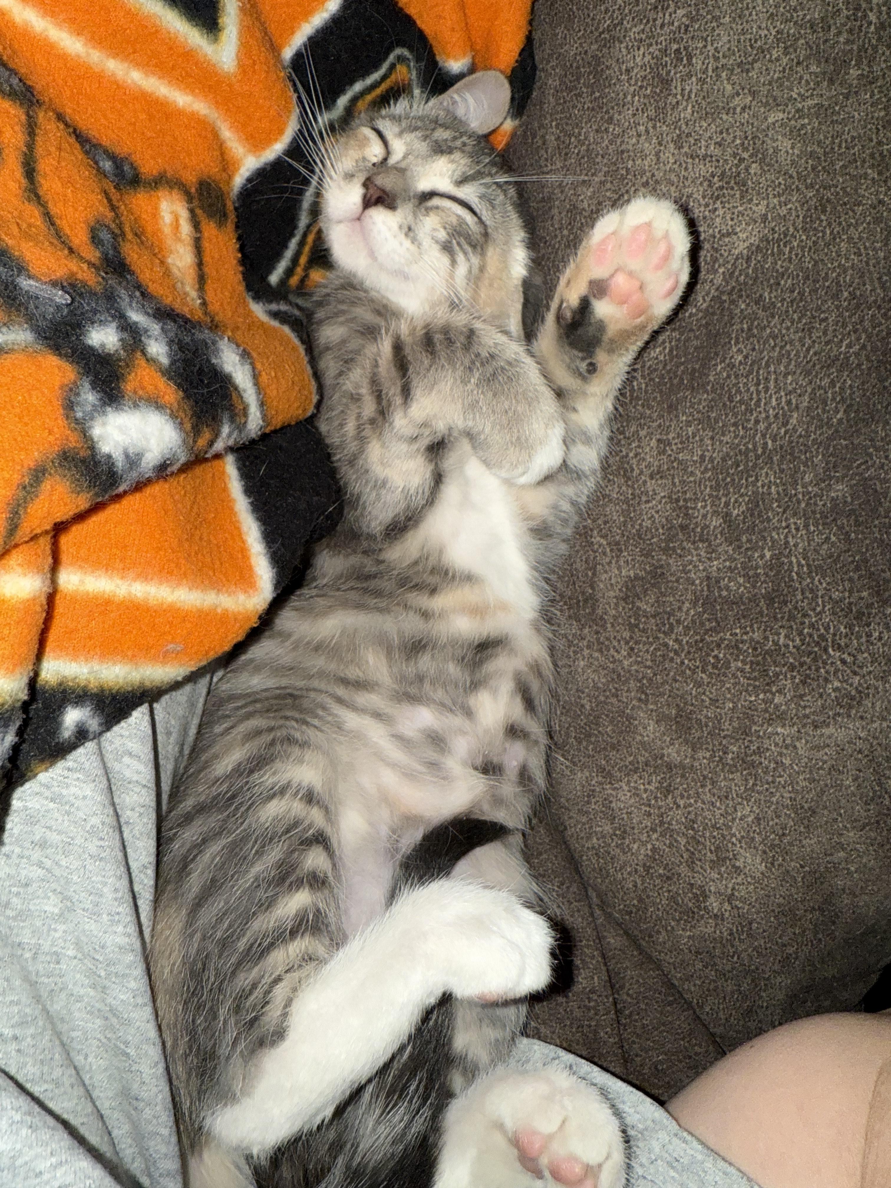 Lily, Baby Female Domestic Short Hair