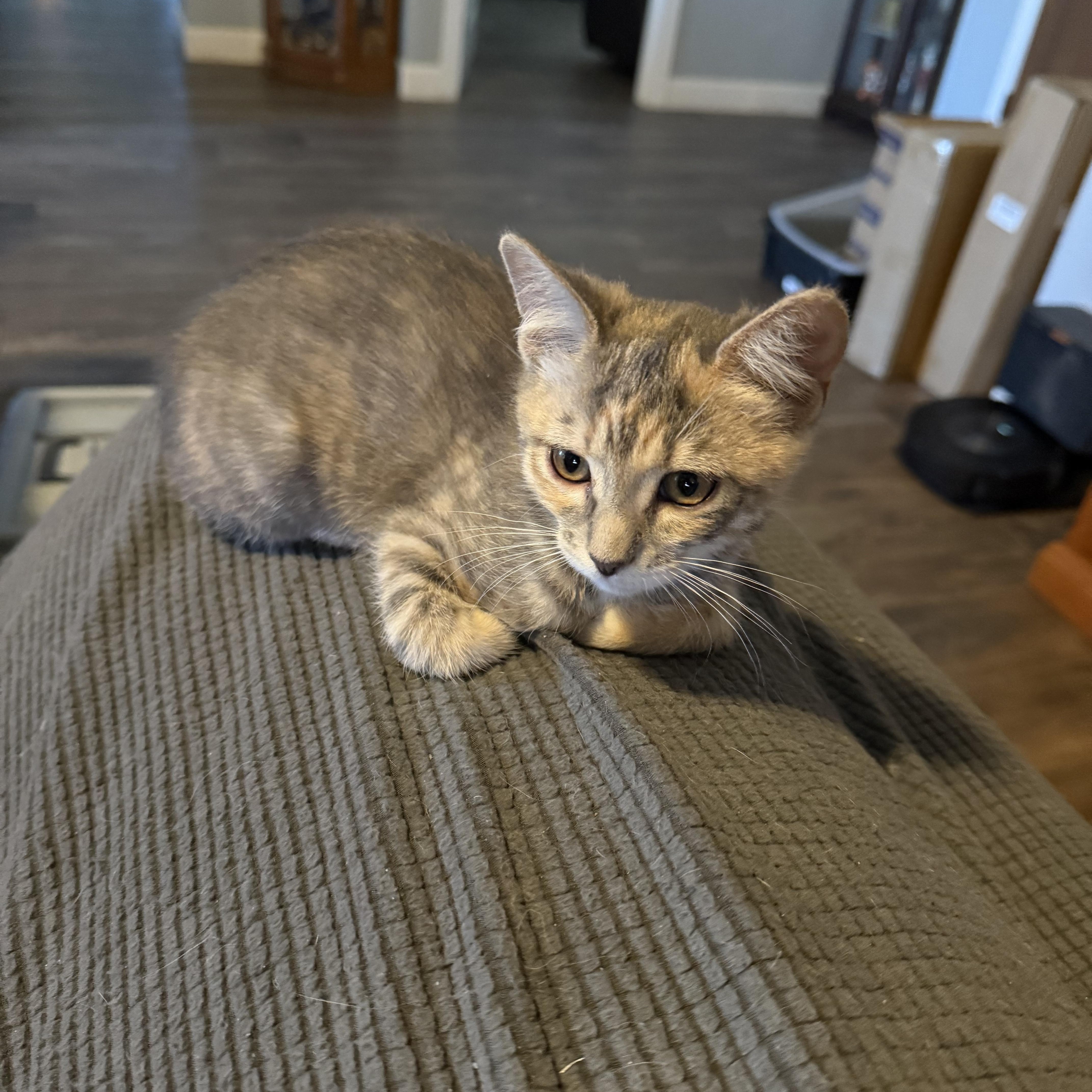 Lily photo 3
