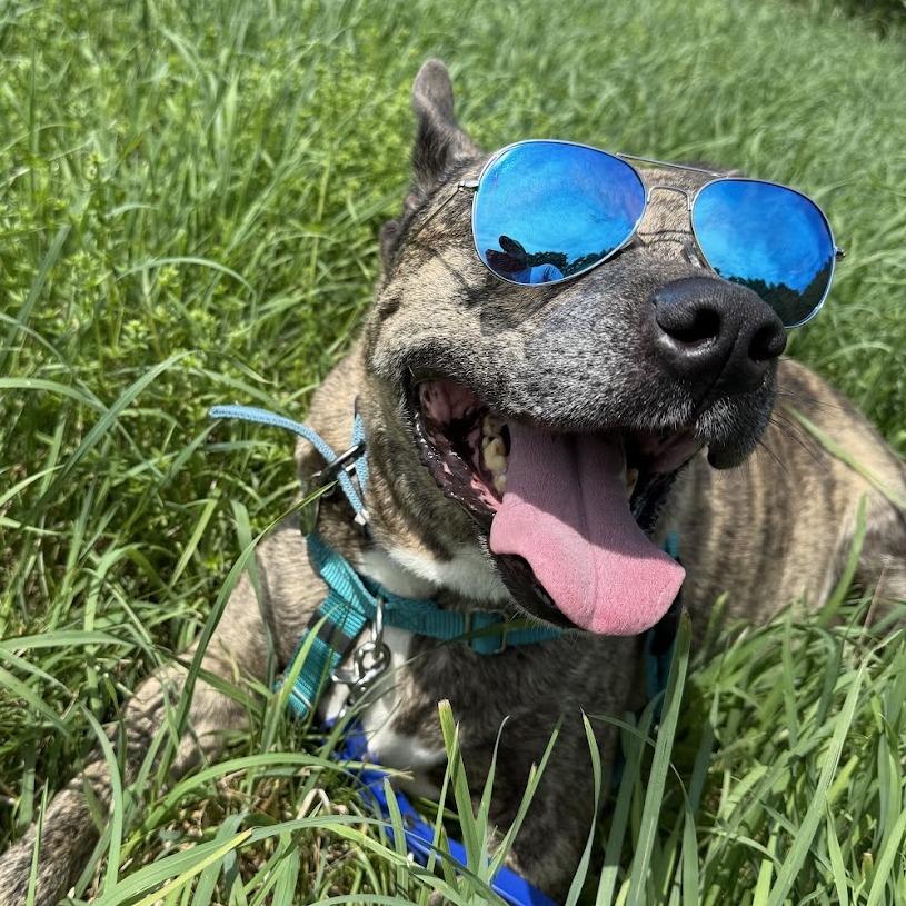 Enlarge Quentin, a Adoptable Mixed Breed in Bangall, NY image 2/6