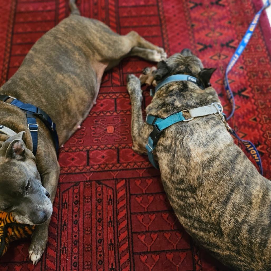 Enlarge Quentin, a Adoptable Mixed Breed in Bangall, NY image 3/6