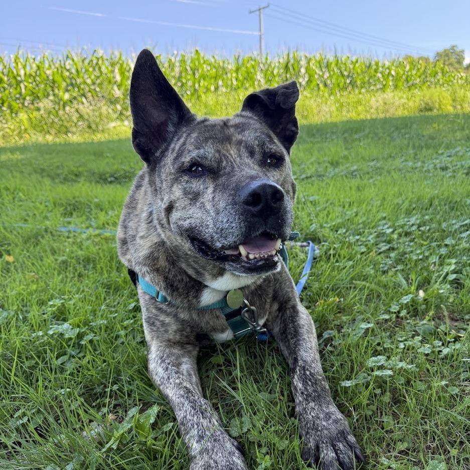 Enlarge Quentin, a Adoptable Mixed Breed in Bangall, NY image 4/6