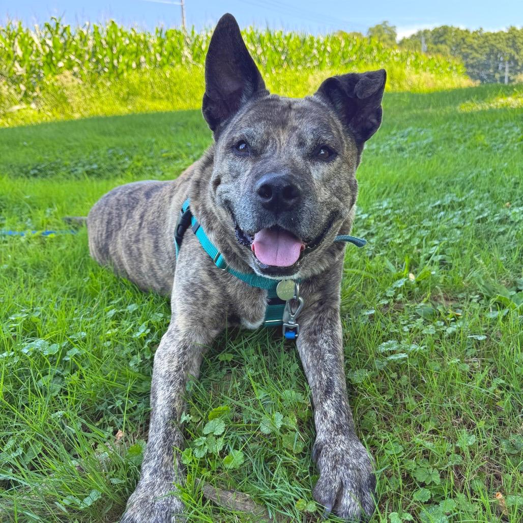 Enlarge Quentin, a Adoptable Mixed Breed in Bangall, NY image 5/6
