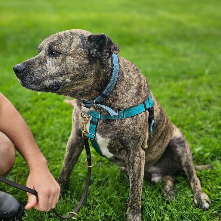 Enlarge Quentin, a Adoptable Mixed Breed in Bangall, NY image 6/6