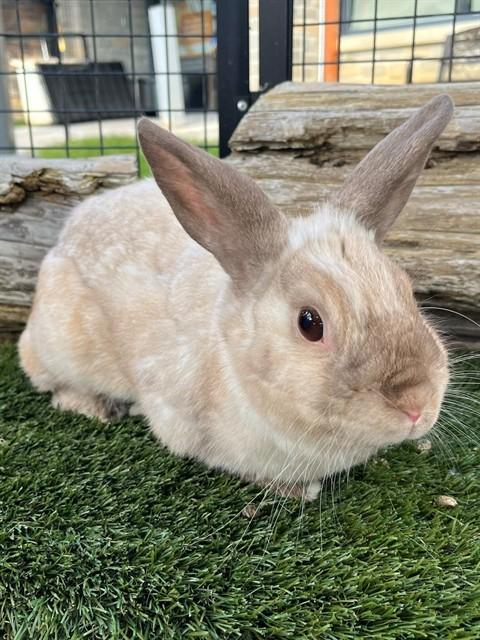 Enlarge ANGEL, a Adoptable Bunny Rabbit in Toronto, ON image 1/1