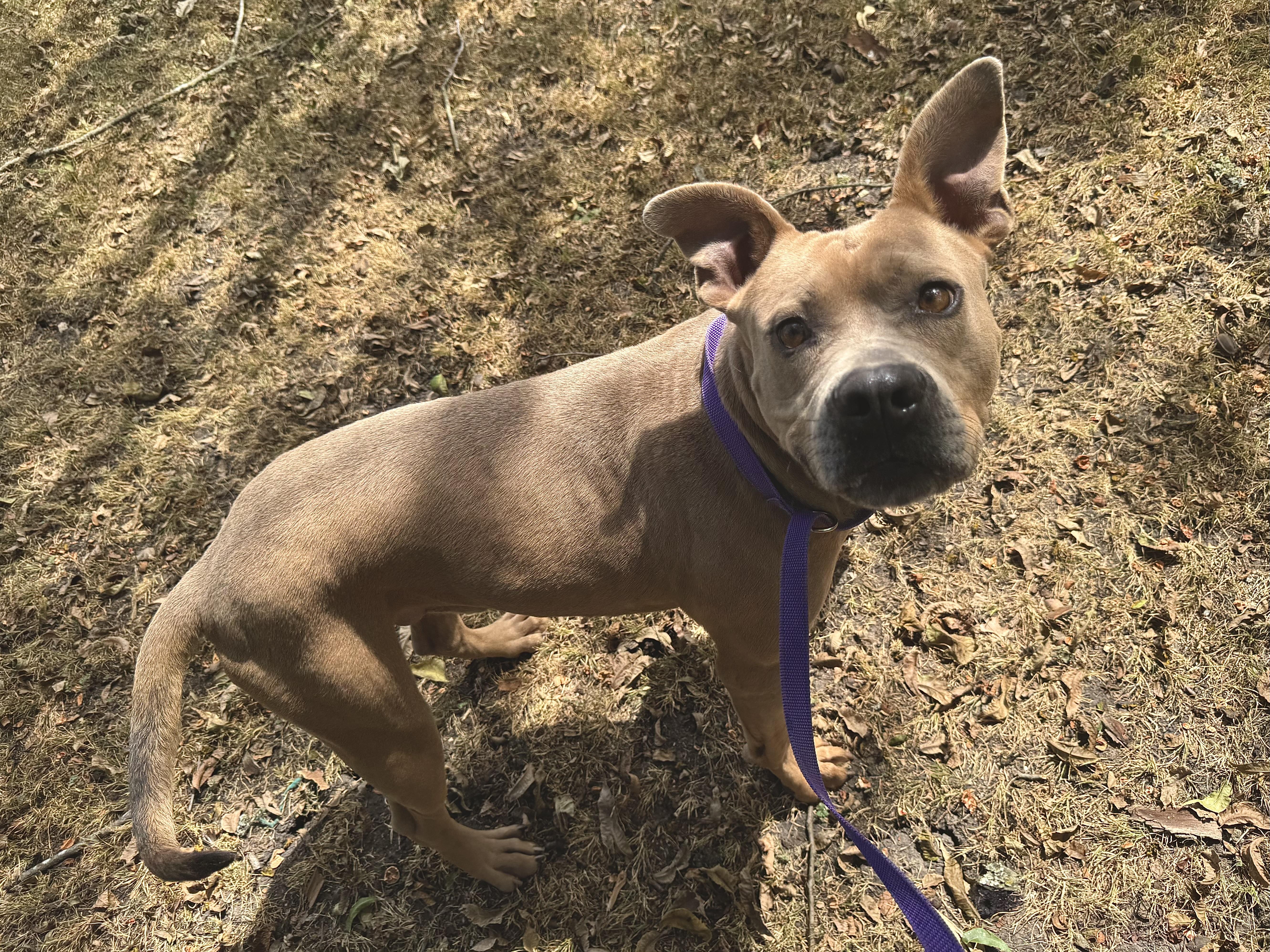 Dottie, a Adoptable Pit Bull Terrier in Sherman, TX image 4/6