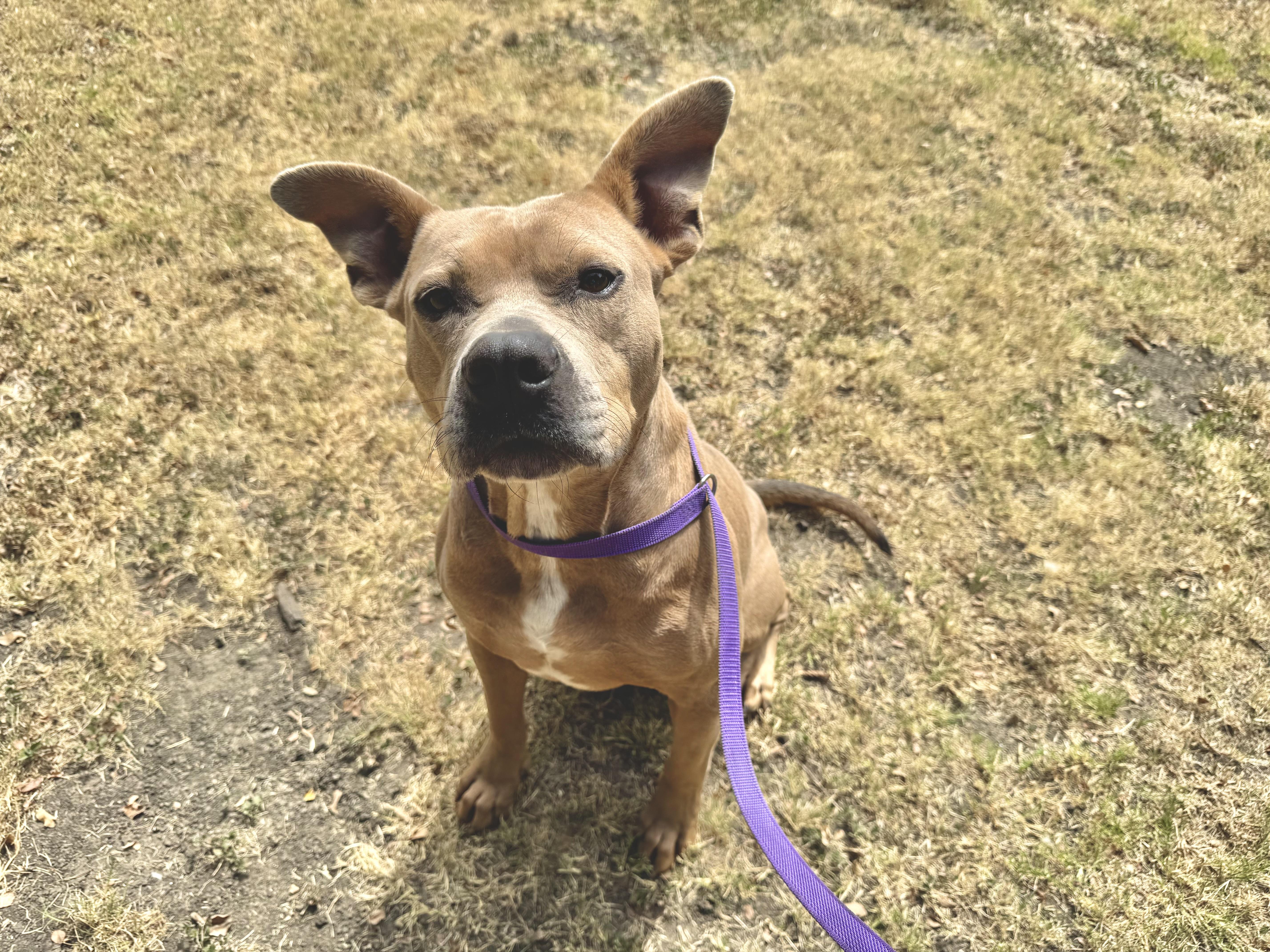 Dottie, a Adoptable Pit Bull Terrier in Sherman, TX image 1/6