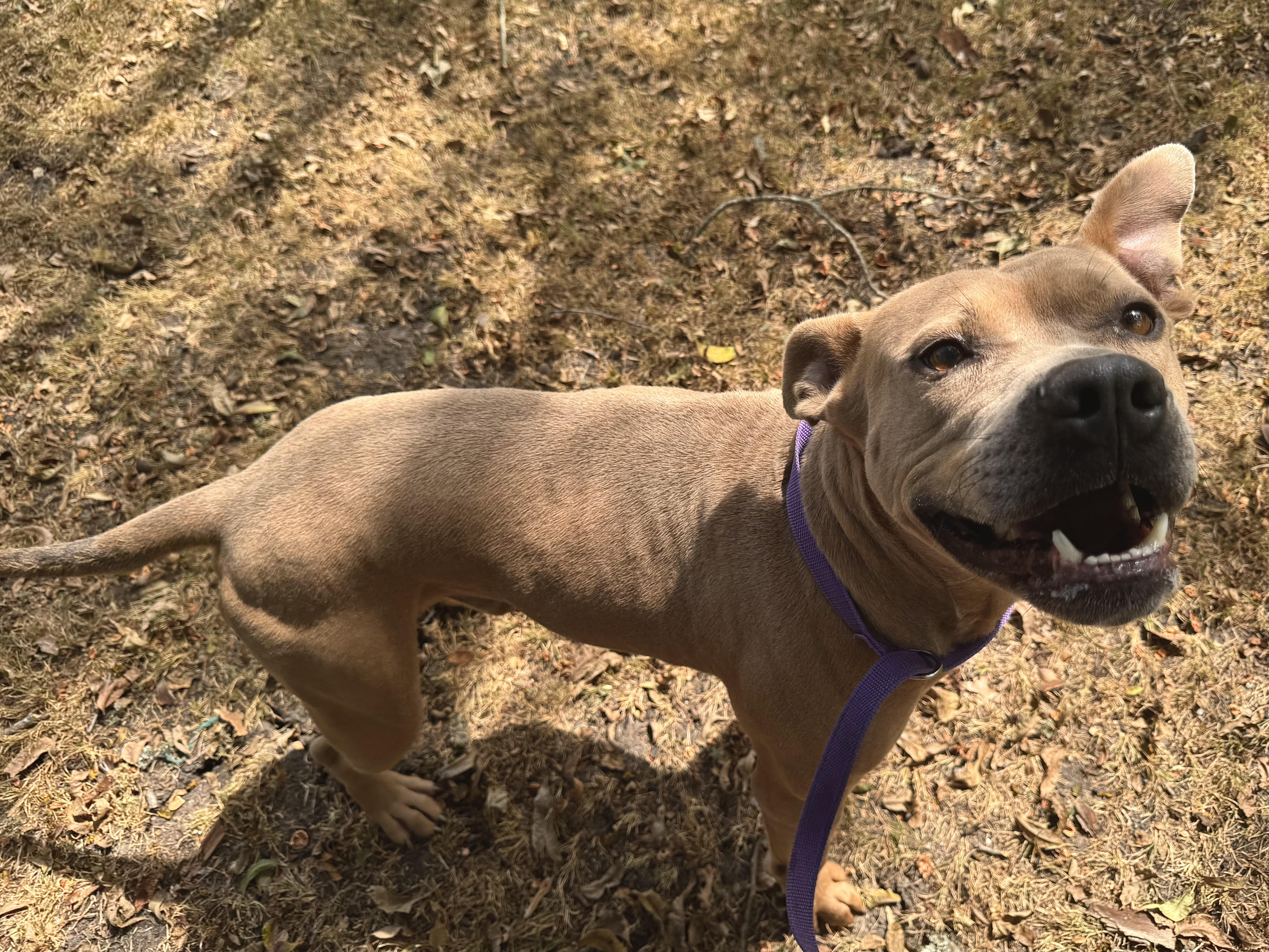 Dottie, a Adoptable Pit Bull Terrier in Sherman, TX image 3/6
