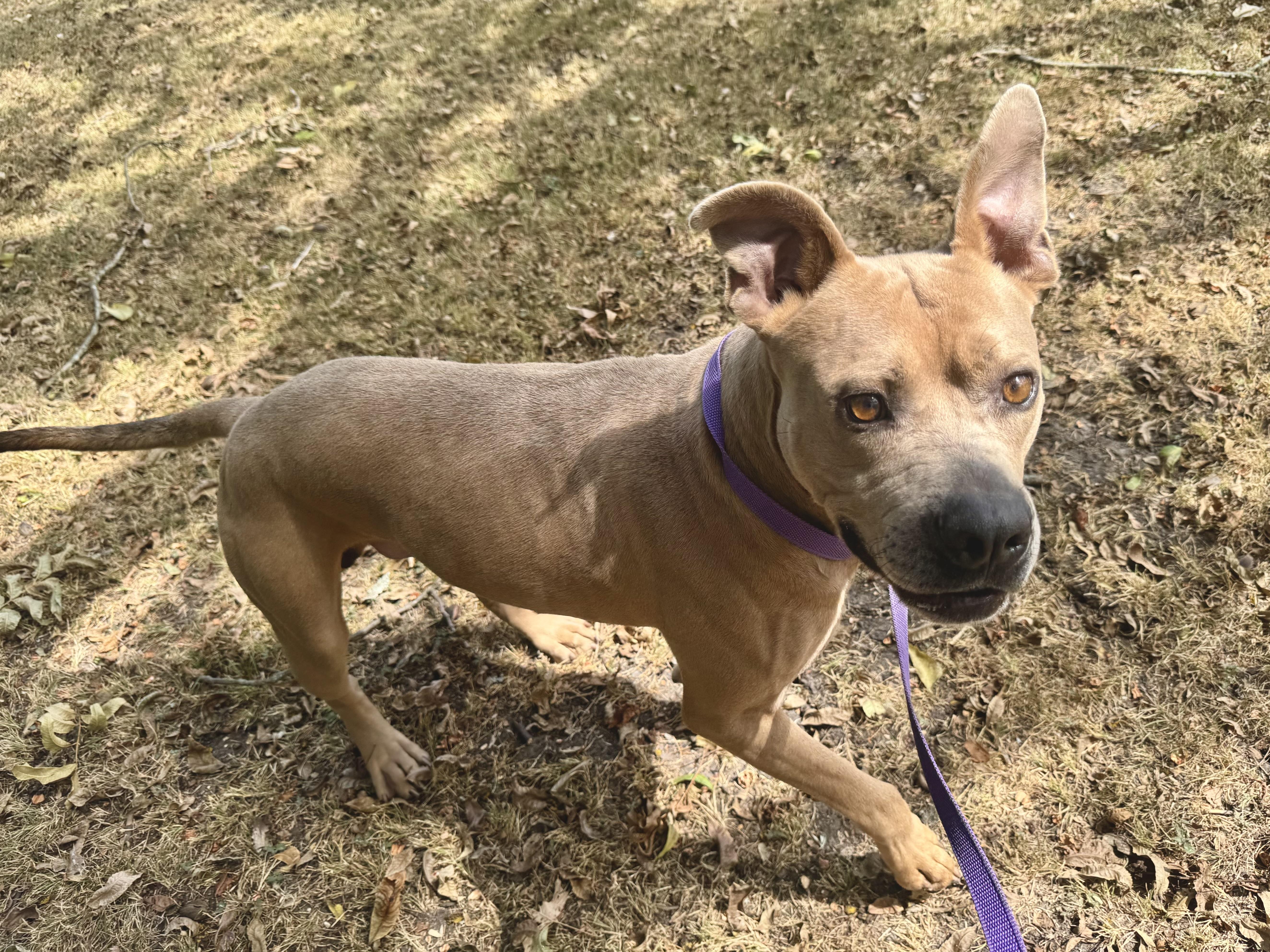 Dottie, a Adoptable Pit Bull Terrier in Sherman, TX image 2/6