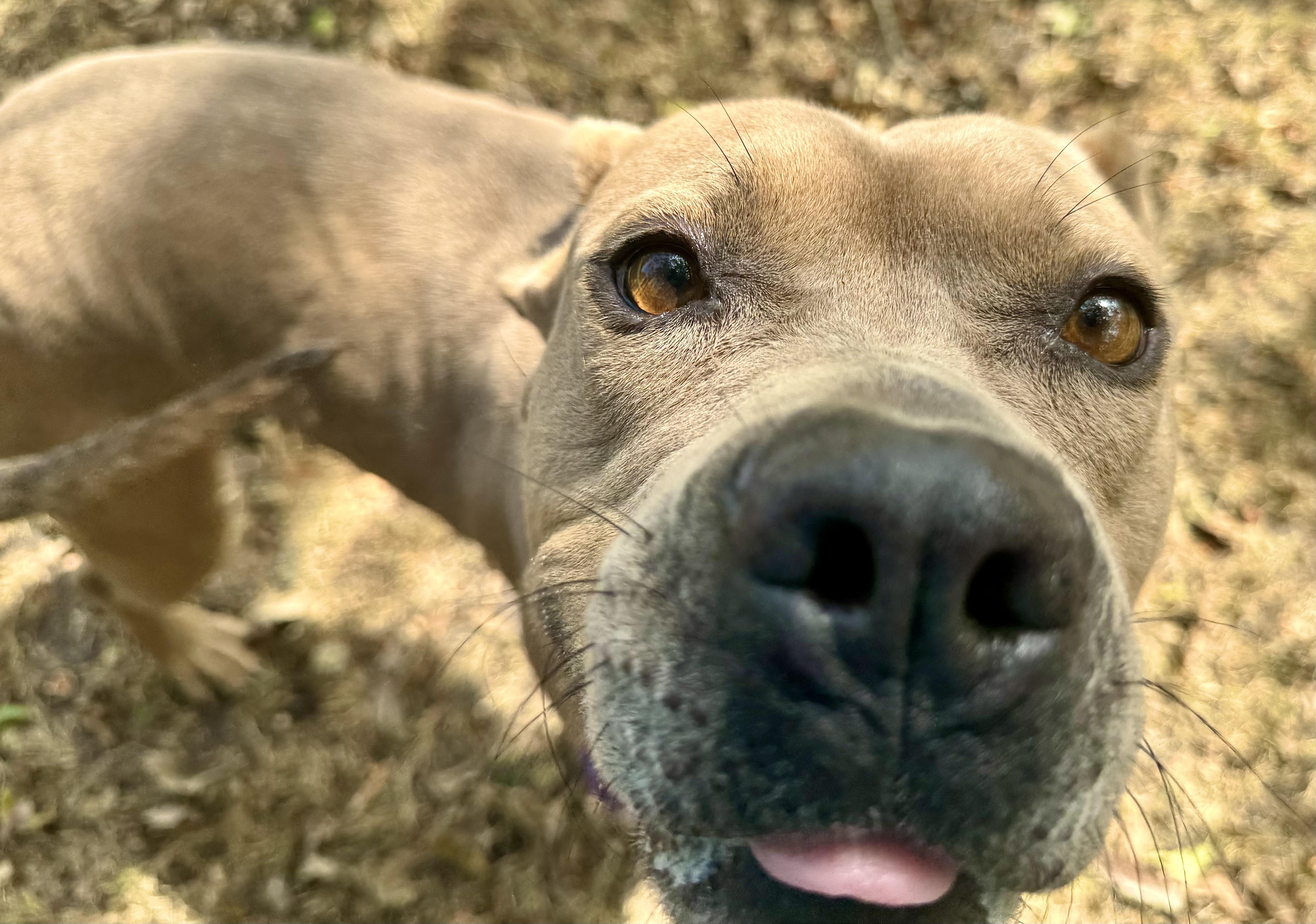 Dottie, a Adoptable Pit Bull Terrier in Sherman, TX image 6/6