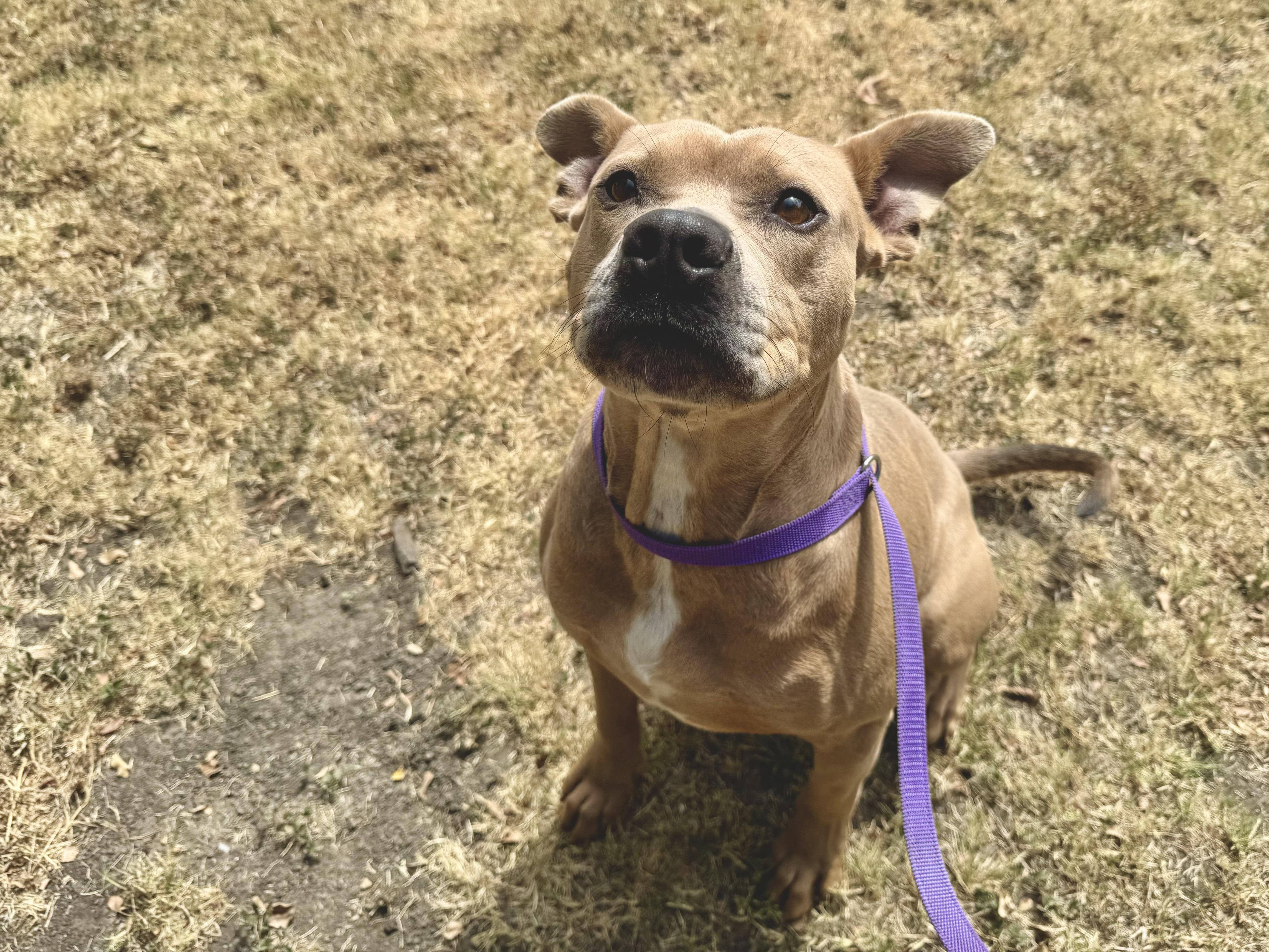 Dottie, a Adoptable Pit Bull Terrier in Sherman, TX image 5/6