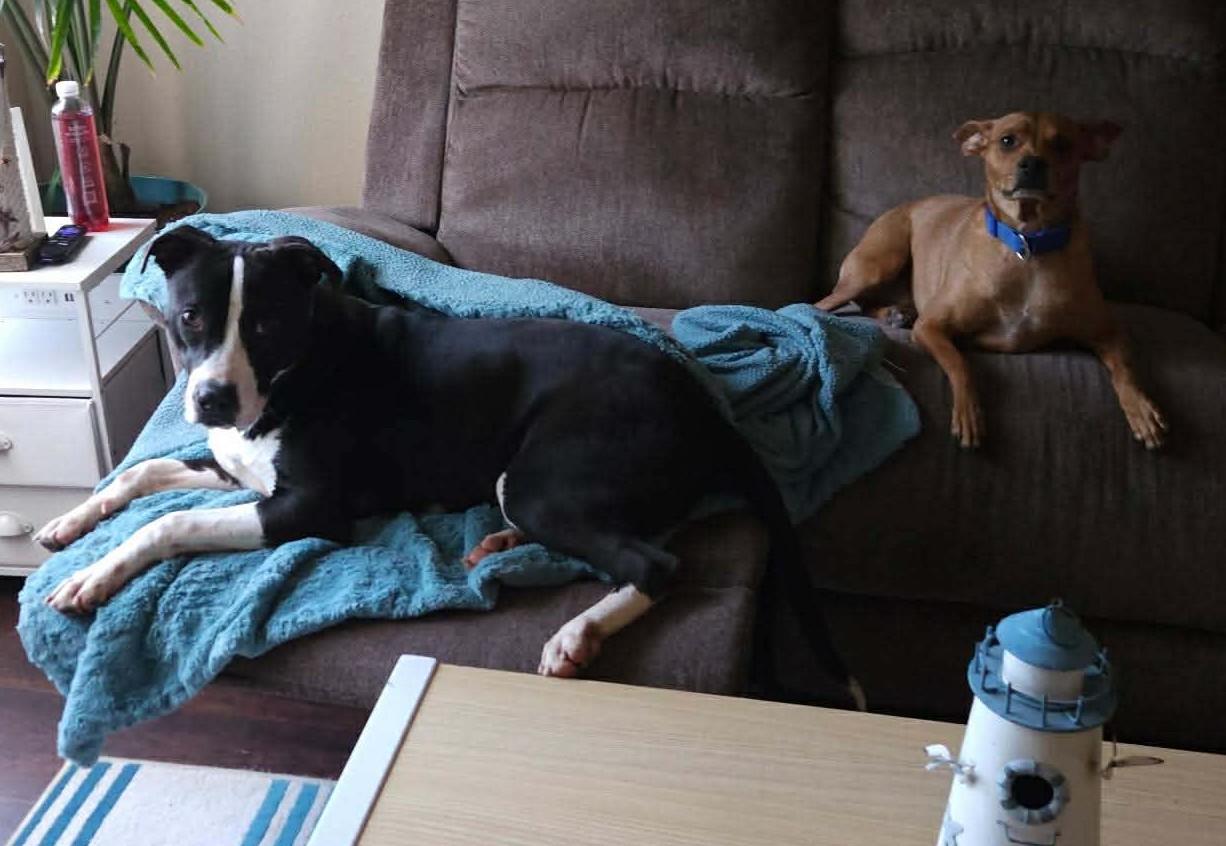 Enlarge Taluhla, a ADOPTABLE Mixed Breed in Northwood, NH image 3/3